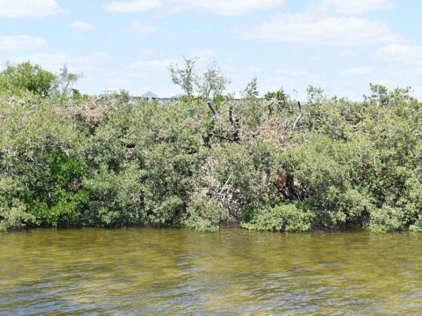 FDEP inspects Aqua&rsquo;s mangrove trimming, results remain unknown