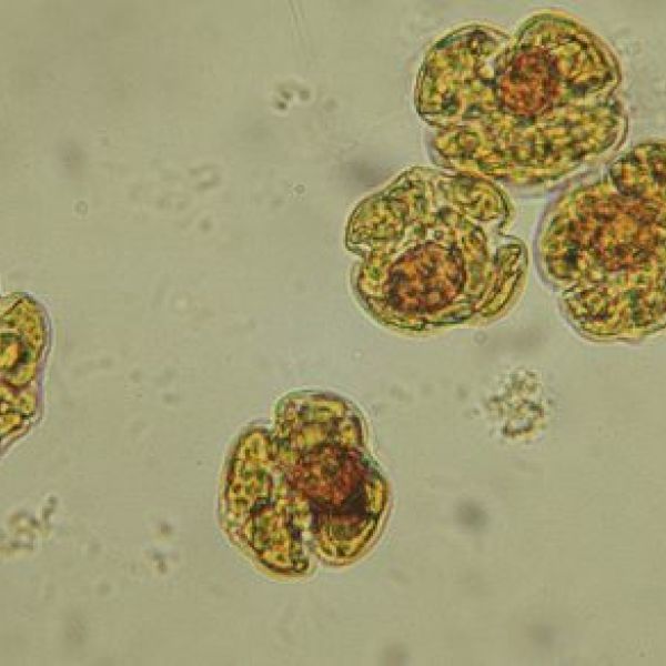 Red tide cells
