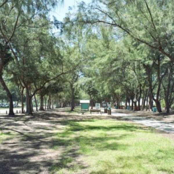 Coquina Beach improvements require more Australian pine removals