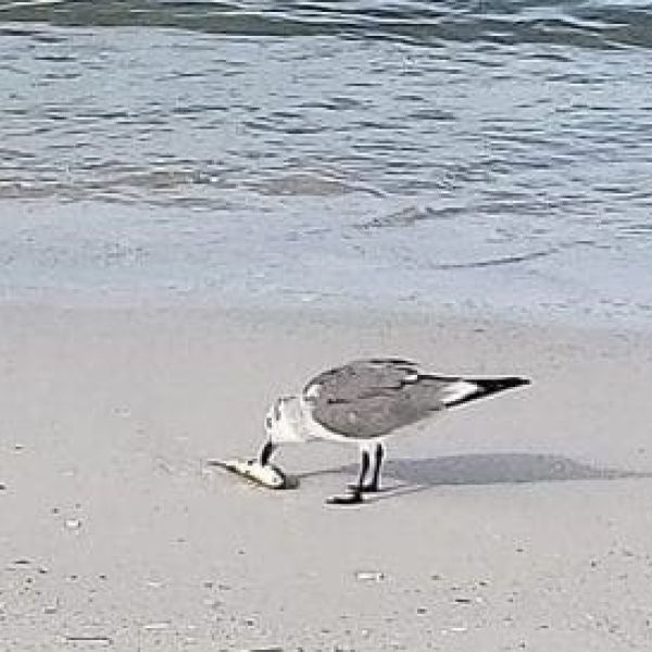 Red tide seagull