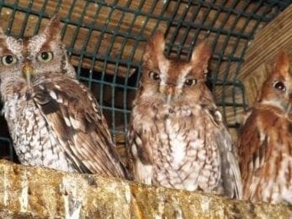 Music festival will benefit Wildlife Inc.