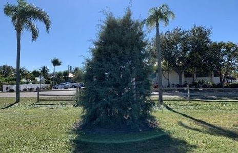 Holmes Beach Christmas tree