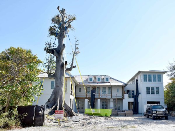 Kapok tree removed due to weather impacts