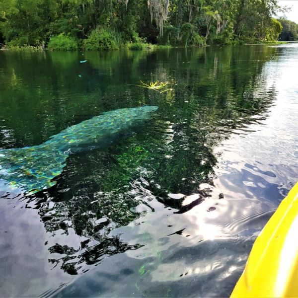 Manatee mortality down