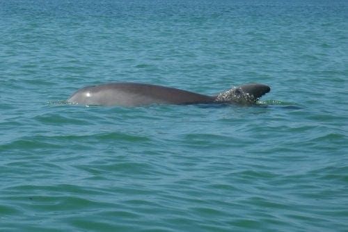 Dolphin