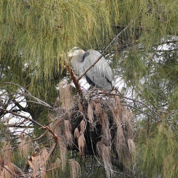 Great blue herons&rsquo; nest in jeopardy