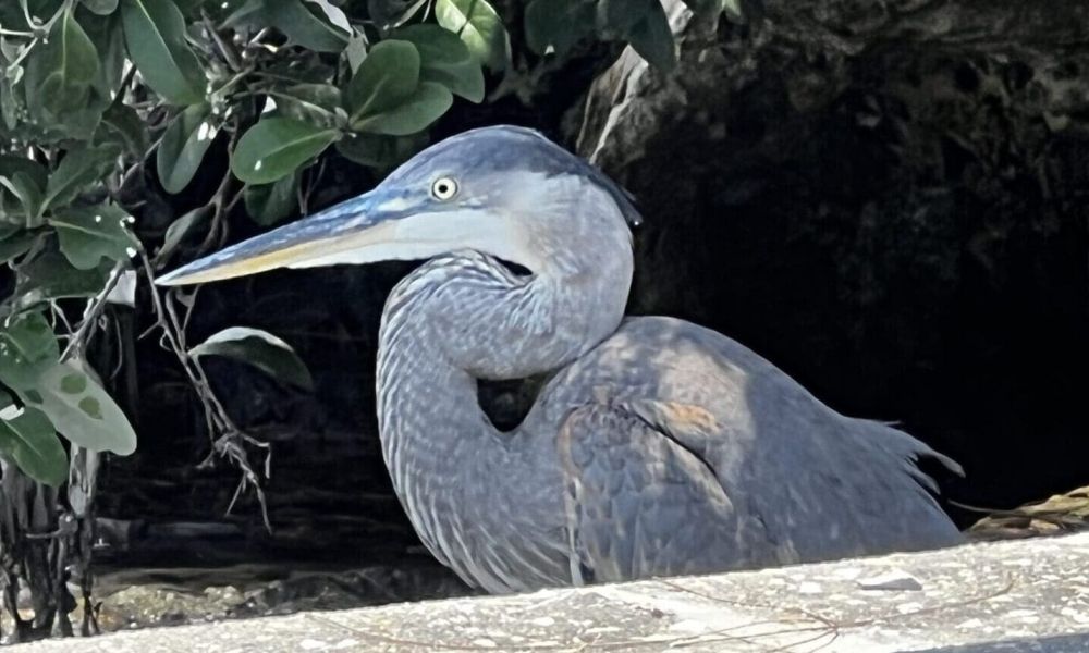 Bird nesting discovered in trees slated for woodchipper