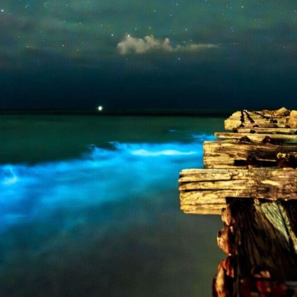 Bioluminescence dazzles AMI beachgoers