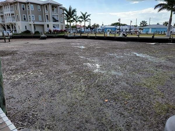 Mats of algae clog marina, affect business