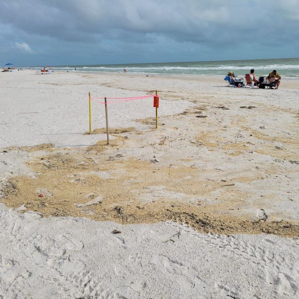 Elsa impacts sea turtle, shorebird nests
