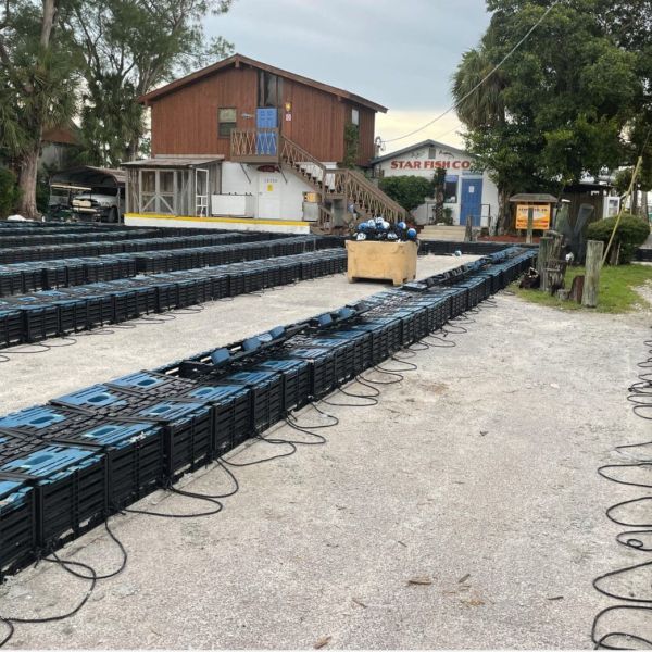 Stone crab season closes