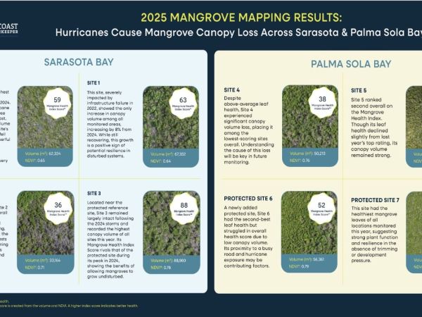 Suncoast Waterkeeper reports heavy toll on mangroves from 2024 hurricanes