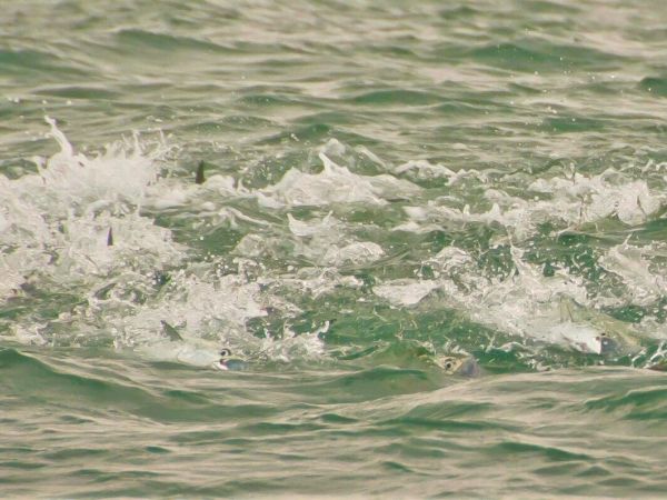 Reel Time: Fall fishing forecast - fun