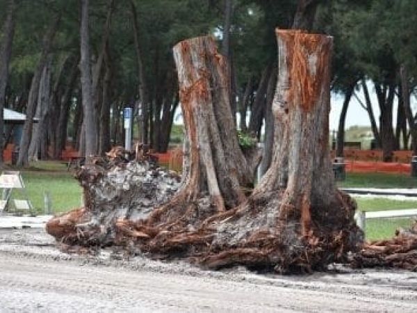 County commission approves Coquina Beach tree removals