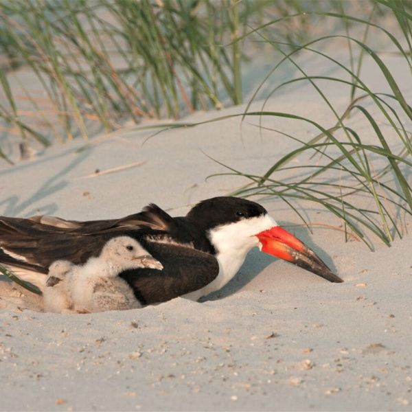 Fireworks pose danger to wildlife