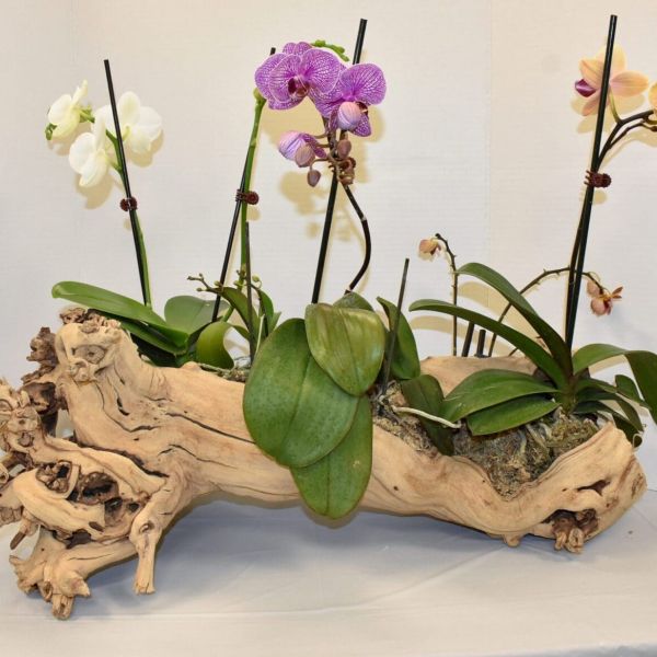 AMI Garden Club hosts Paradise Found flower show
