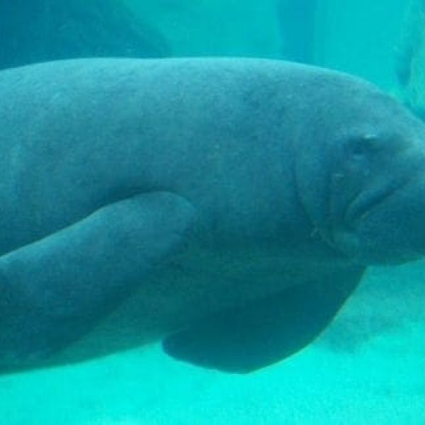 Manatee