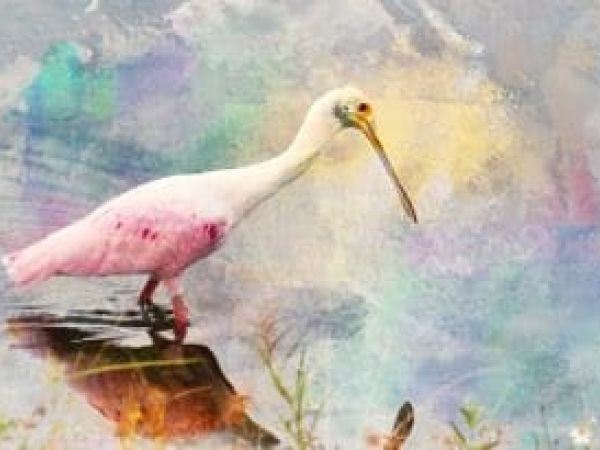 Island Gallery West announces new featured artist