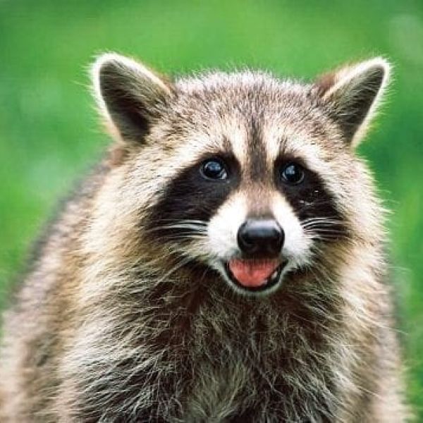 raccoon