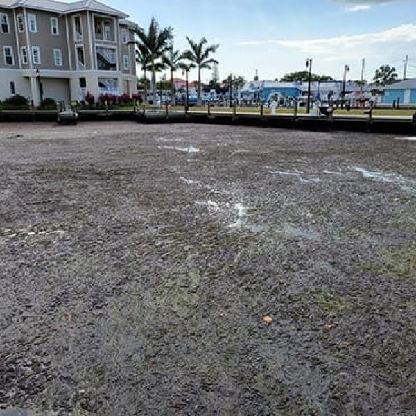 Mats of algae clog marina, affect business