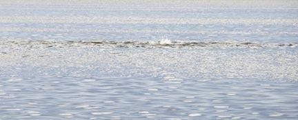 Redfish