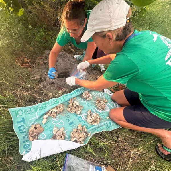 AMI approaching turtle nesting record