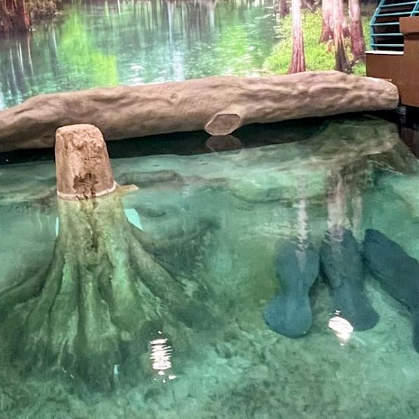 Three young manatees rehabbing at Bishop Museum