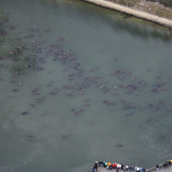 Manatee count delayed by COVID-19