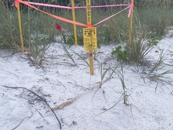 First turtle nests hatch on AMI