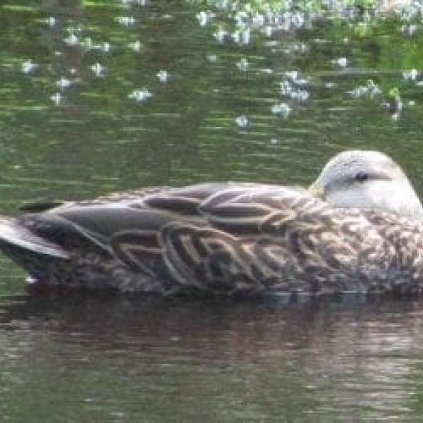 County officials limited in regulating hunting