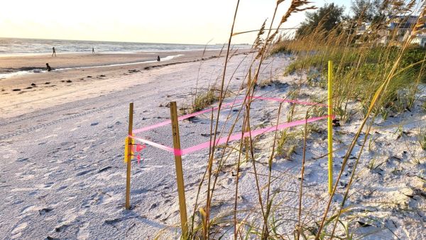 Storm washes out more than 160 turtle nests