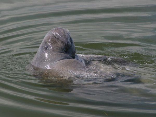 Florida loses record number of manatees in 2021