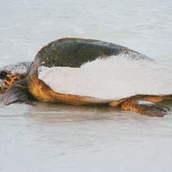 Sea Turtle patrol begins this week on AMI