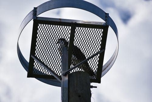 Displaced osprey gets a new home
