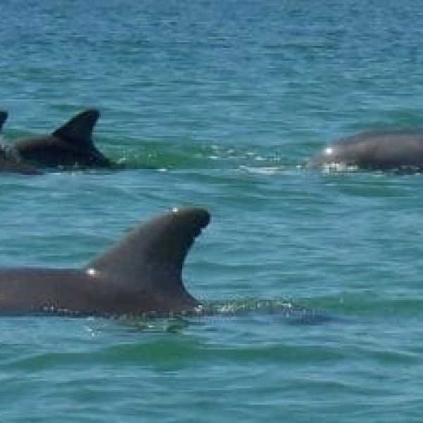 Dolphins fins